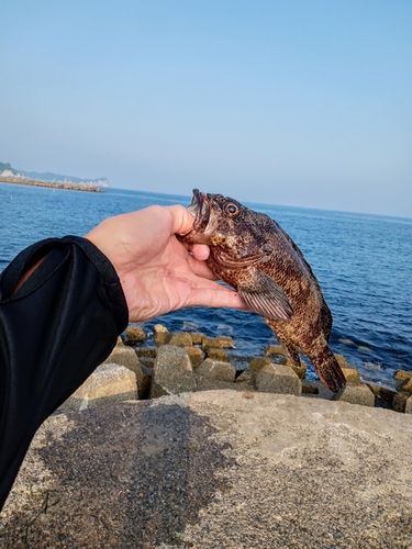 ソイの釣果