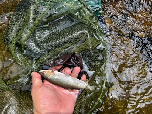 アユの釣果