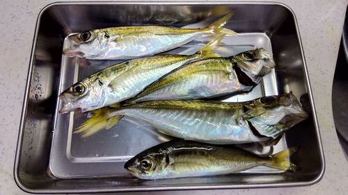 アジの釣果