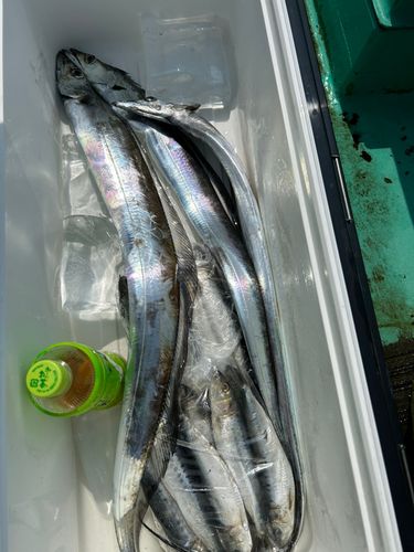 タチウオの釣果