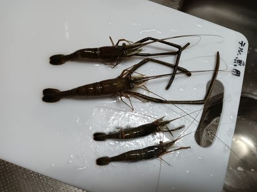 テナガエビの釣果