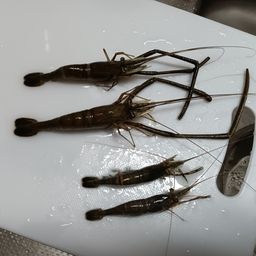 テナガエビ