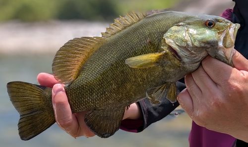 スモールマウスバスの釣果