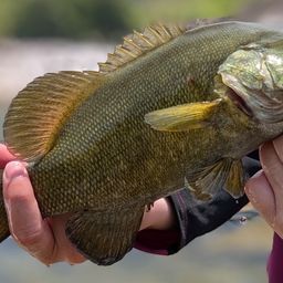 スモールマウスバス