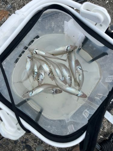 シロギスの釣果