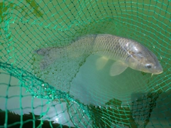 コイの釣果
