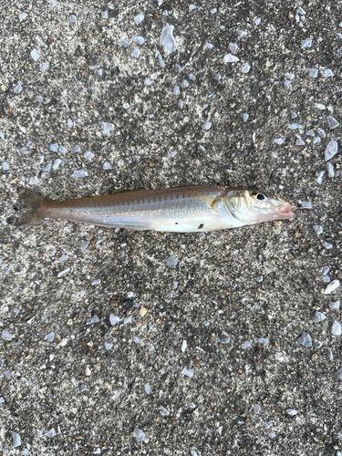 キスの釣果