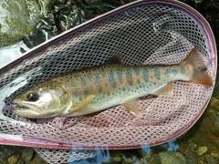 ヤマメの釣果