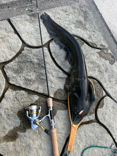 ニホンナマズの釣果