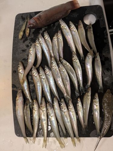 キスの釣果