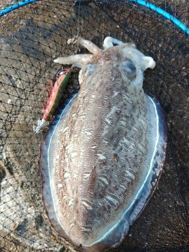 モンゴウイカの釣果