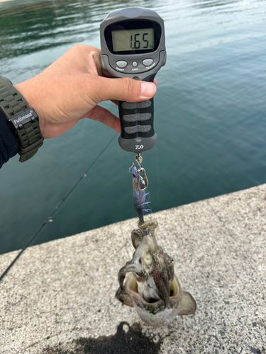 コウイカの釣果