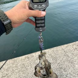 コウイカ