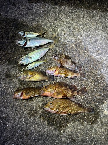 アジの釣果