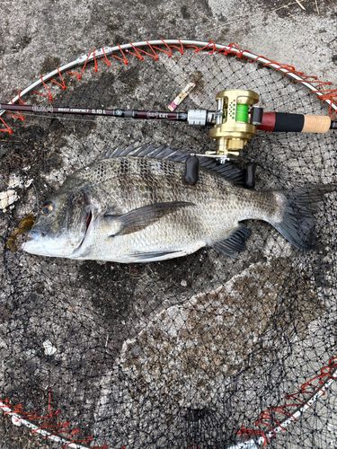 チヌの釣果