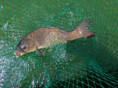 コイの釣果