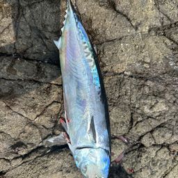 マルソウダ