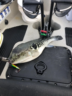 トラフグの釣果