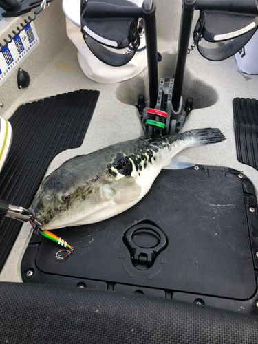 トラフグの釣果