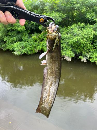 ナマズの釣果