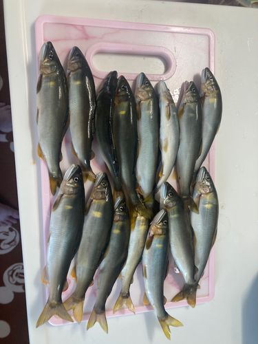 アユの釣果