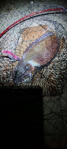 コウイカの釣果