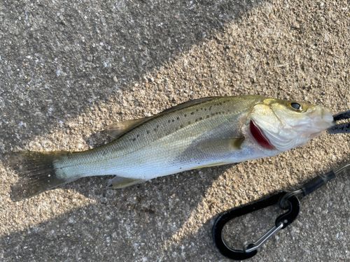セイゴ（マルスズキ）の釣果