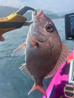 マダイの釣果