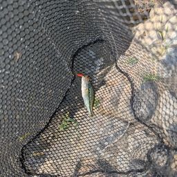 スモールマウスバス