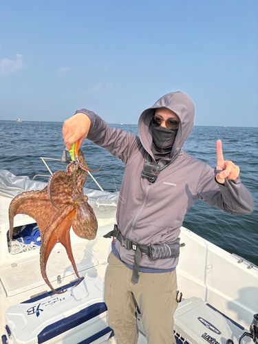 タコの釣果