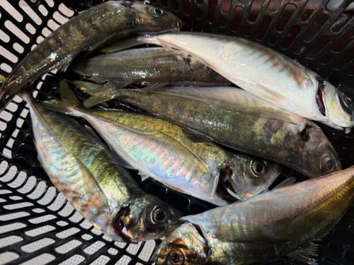 マアジの釣果
