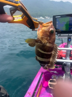 アオハタの釣果