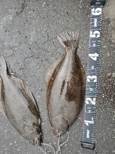 ヒラメの釣果
