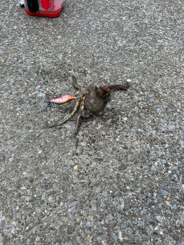 タコの釣果