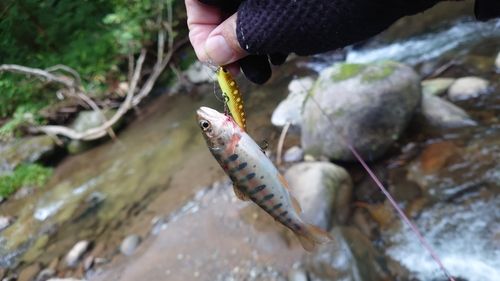 ヤマメの釣果