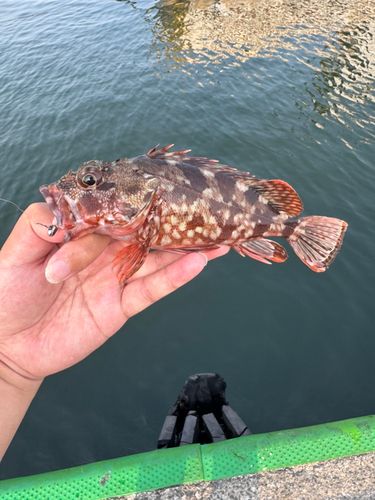 カサゴの釣果