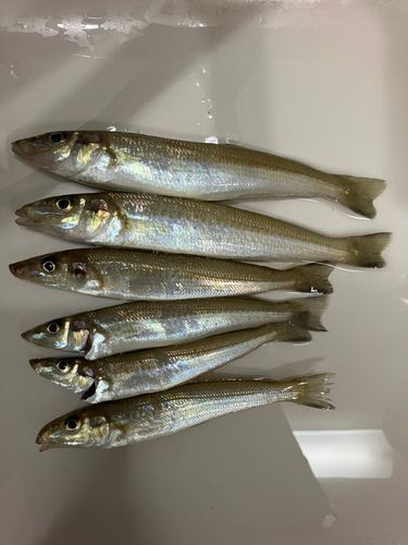 シロギスの釣果