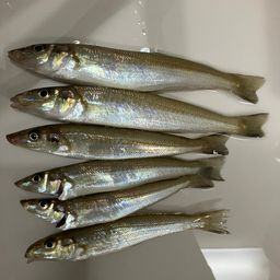 シロギス