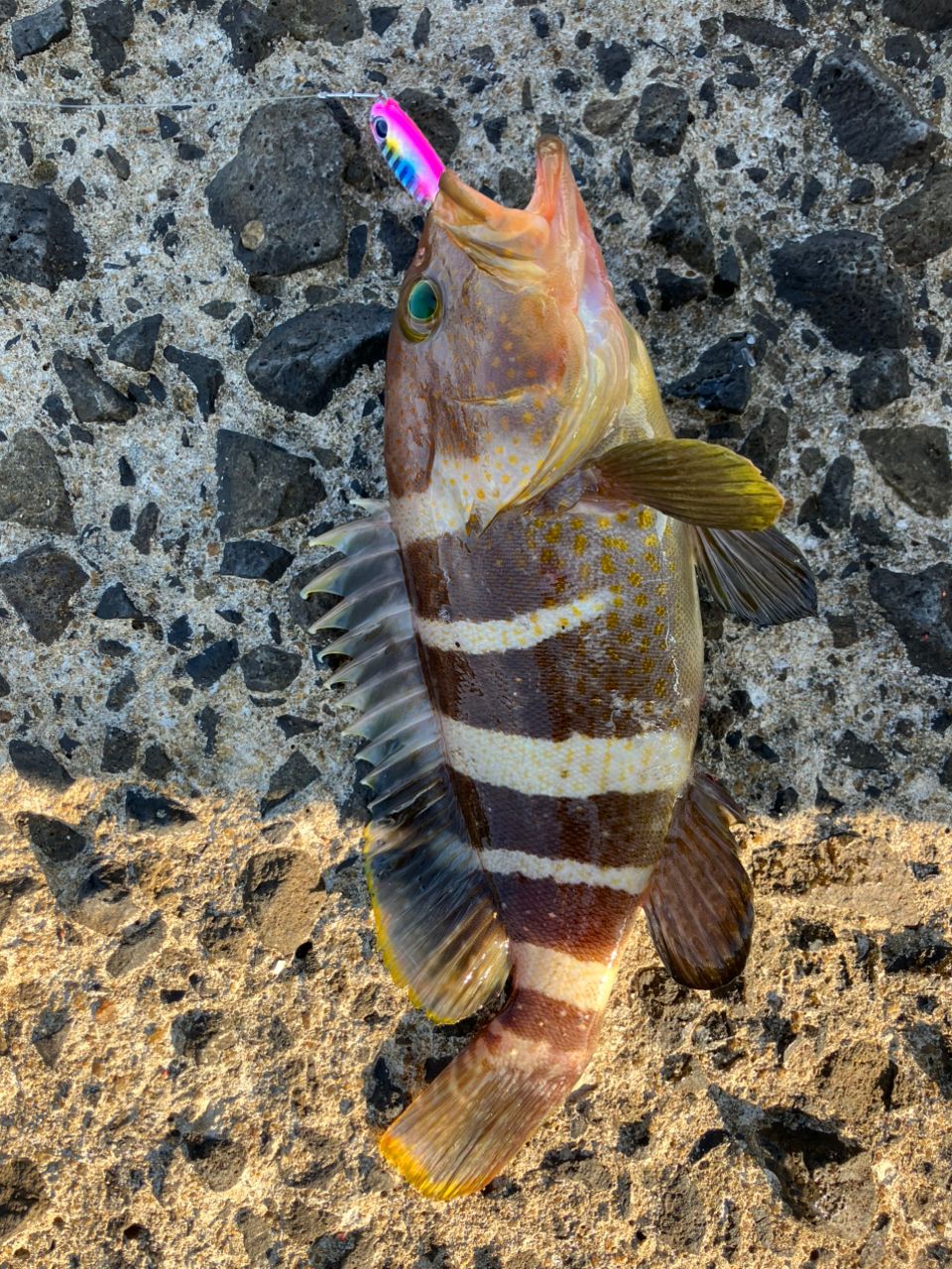 シロギス