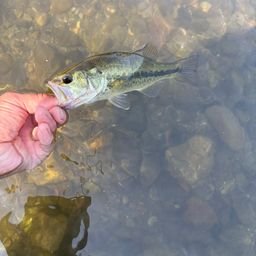 ラージマウスバス