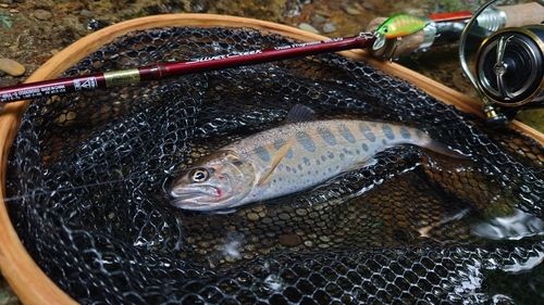 ヤマメの釣果
