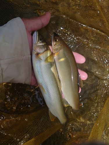 アユの釣果