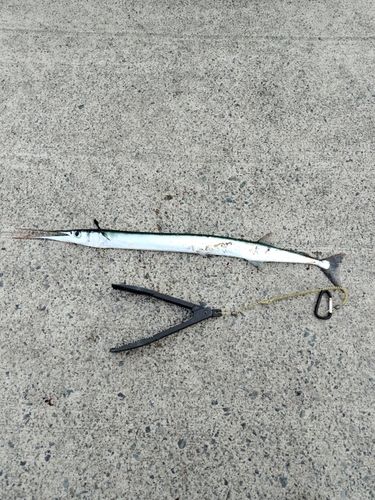 ダツの釣果