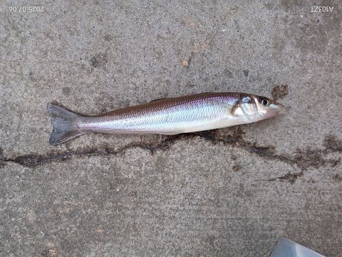 キスの釣果