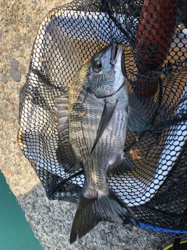 メイタの釣果