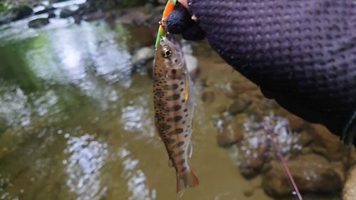 ヤマメの釣果