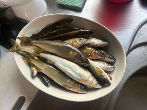 アユの釣果