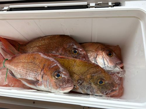 タイの釣果