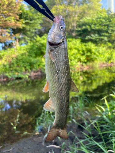 ウグイの釣果