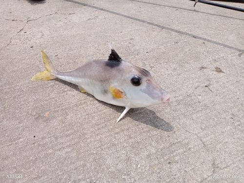 ギマの釣果